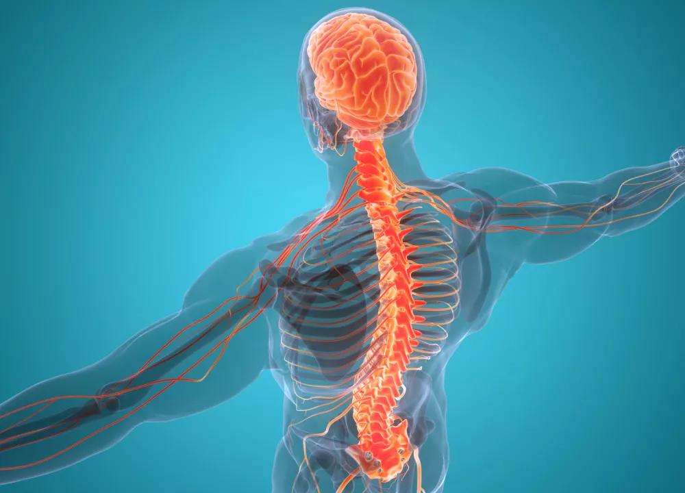 Spinal Nerves: Roots and Function - News Pud