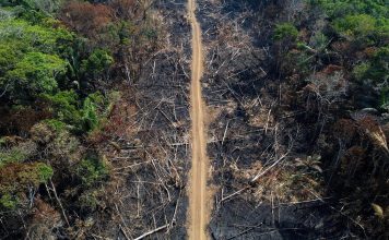 Protecting the Amazon Rainforest: The Global Effort to Preserve Earth’s Lungs