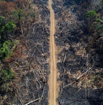 Protecting the Amazon Rainforest: The Global Effort to Preserve Earth’s Lungs