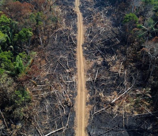 Protecting the Amazon Rainforest: The Global Effort to Preserve Earth’s Lungs