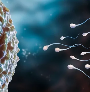 How Do Chromosomes Help in Determining Gender?