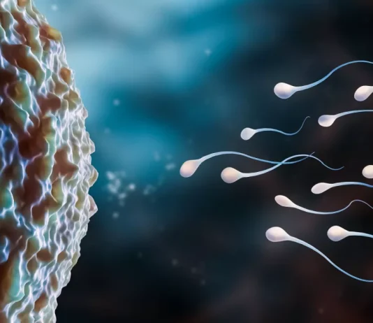 How Do Chromosomes Help in Determining Gender?