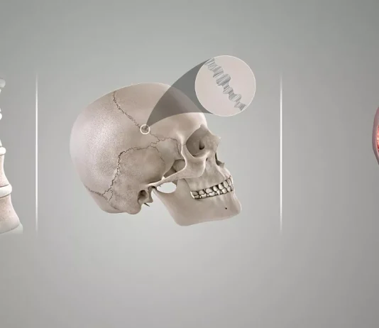 The Main Features of Diarthrotic Joints