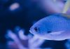 The Effect of Ocean Acidification on Marine Life Around the World
