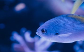 The Effect of Ocean Acidification on Marine Life Around the World