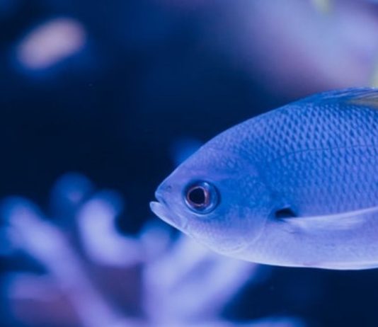 The Effect of Ocean Acidification on Marine Life Around the World