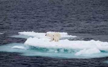 How Climate Change is Affecting Wildlife Across the Globe