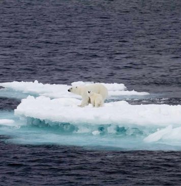 How Climate Change is Affecting Wildlife Across the Globe