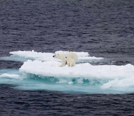 How Climate Change is Affecting Wildlife Across the Globe