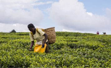 Different Approaches to Feeding a Growing Population