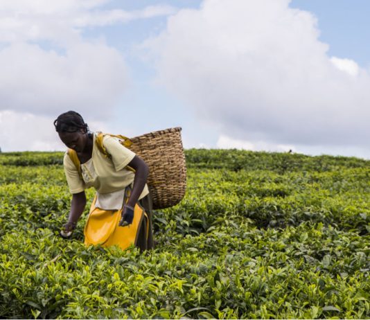 Different Approaches to Feeding a Growing Population