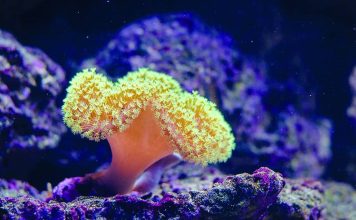 The Great Barrier Reef: The Race to Save the World’s Largest Coral Reef