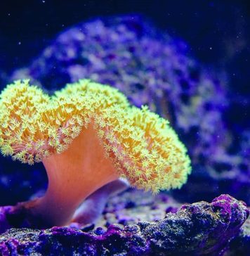 The Great Barrier Reef: The Race to Save the World’s Largest Coral Reef