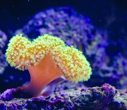 The Great Barrier Reef: The Race to Save the World’s Largest Coral Reef