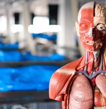 What Is Gross Anatomy?