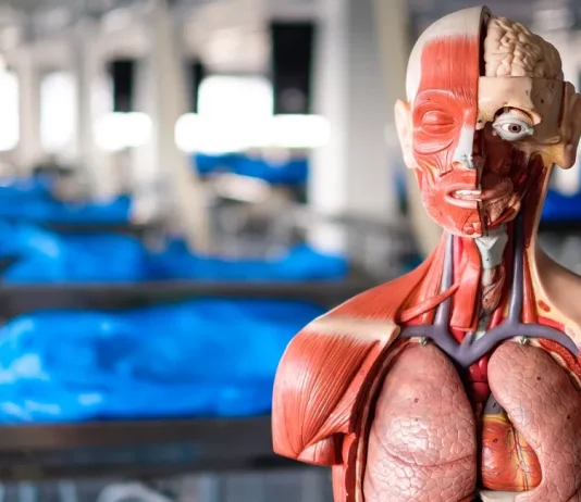 What Is Gross Anatomy?