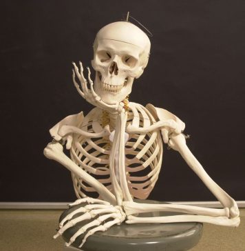 How Many Bones Do Human Beings Have?