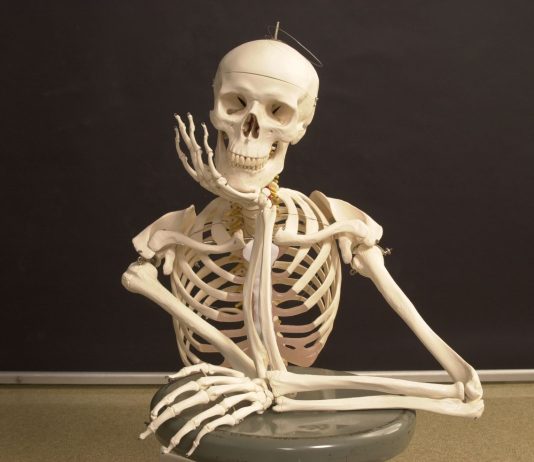 How Many Bones Do Human Beings Have?