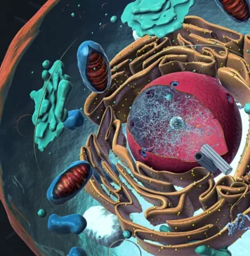 How the Internal Structure of a Cell Looks Like