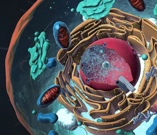 How the Internal Structure of a Cell Looks Like