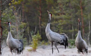 How Different Countries are Preserving Species and Habitats