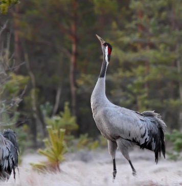 How Different Countries are Preserving Species and Habitats