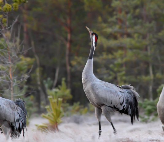 How Different Countries are Preserving Species and Habitats