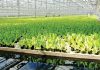 Salmonella in Hydroponic Lettuce Shows Challenges in Food Tech