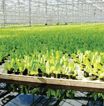 Salmonella in Hydroponic Lettuce Shows Challenges in Food Tech