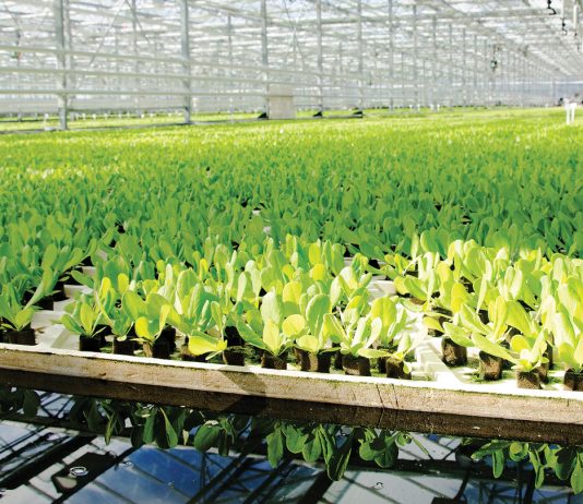 Salmonella in Hydroponic Lettuce Shows Challenges in Food Tech