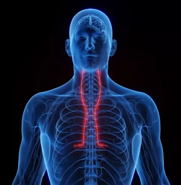 How Severe Are Injuries to the Torso Muscles?