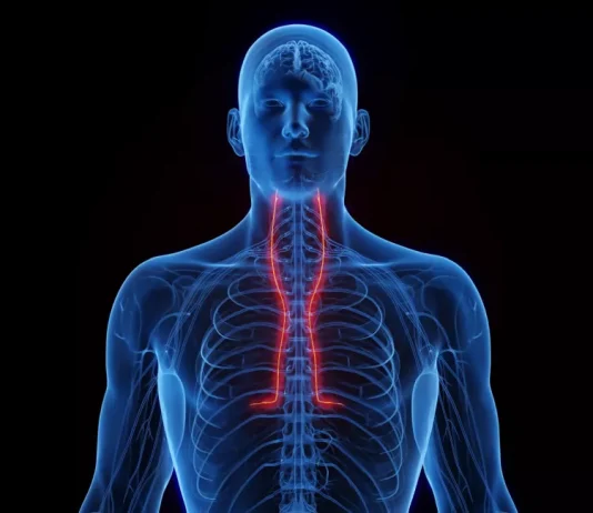 How Severe Are Injuries to the Torso Muscles?