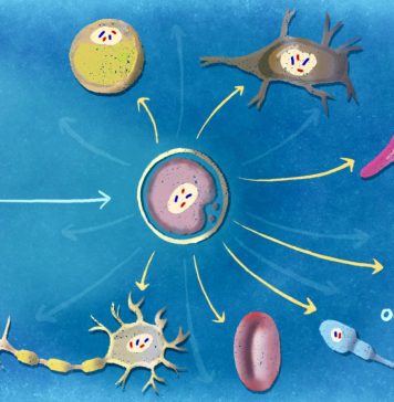 What Are the Different Types of Cells?