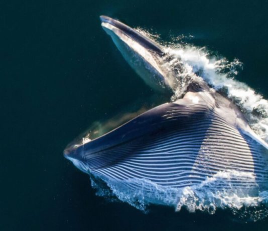 How Do Whales Eat?